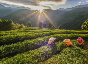 The most expensive teas in the world!